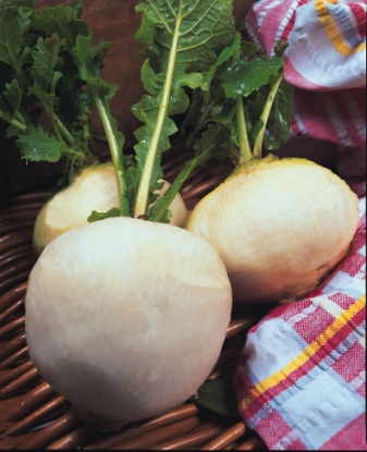 Picture of Turnip Snowball